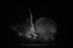 Fennec Fox -RLP_1160
