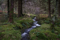 Bryn-Engan stream II