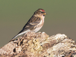 Lesser Redpoll