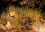 Antennella secundaria