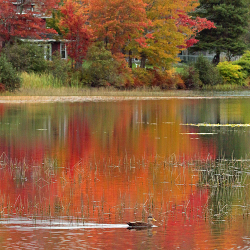 Maple trees reflect off of a pond in rural Kings County, New Brunswick, Canada.