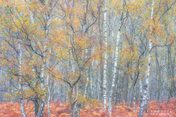 Autumn Birch