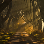 Mist & Light