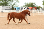 SBM_16504