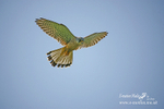 Kestrel 270406