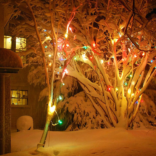 Christmas lights illuminate a backyard in the month of December.
