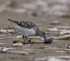 Sanderling