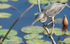 Striated heron
