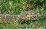 Kazinga channel