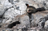 NZ018: Fur seals: mother & pup