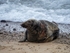 Atlantic Grey Seal