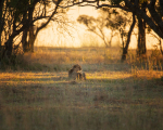 safari-132