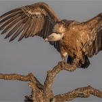 Digital-Gold-Charlie Kidd-Magpie Vulture Confrontation