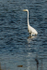 egret09