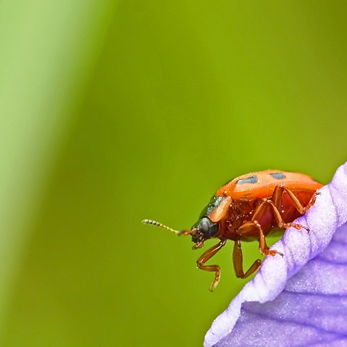 15 Spotted Ladybug