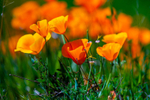 Californian poppy Eschscholzia californica-5534