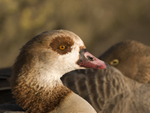 Egyptian Goose