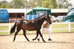 SBM_04538