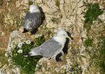 Kittiwakes