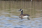 Canada Goose