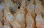 Ascidiella aspersa