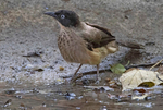 Black Cap Babbler