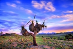 Grass Tree HDR3_1