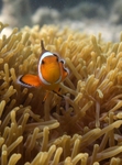Spine Cheek Clownfish