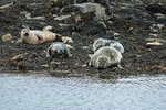 Atlantic Grey and Common Seals