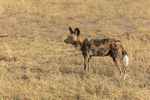 Wild Dog