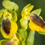 Ophrys lutea ssp phryganae