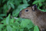 Capybara close view, Gamboa, Panama