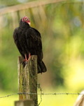 Turkey Vulture portfolio