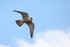 juv Pergrine,county Louth