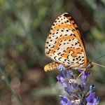 Spotted Fritillary (Melitaea didyma,) ♂︎