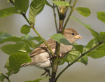 House Sparrow
