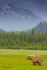 Bear in Field