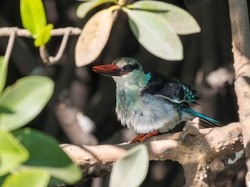 Blue Breasted Kingfisher