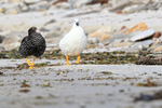 Kelp Goose pair on beach, Carcass Island, Falklands