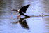 Anhinga lands on water, Venice Rookery, Florida