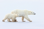 Polar Bear cub alongside mother, Churchill, Canada