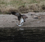 Osprey struggling to land Trout
