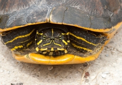 AnimalsCreatures _0105