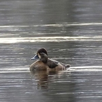 Ring-necked Duck (Aythya collaris) F