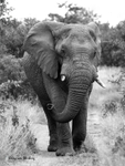 Bull Ellie