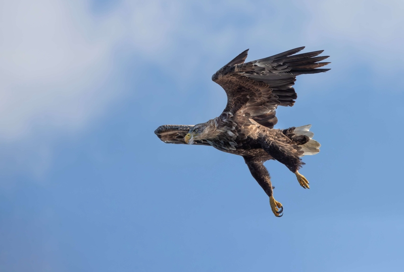 White Tailed Eagle - Isle of Mull - Scotland