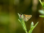 Essex Skipper
