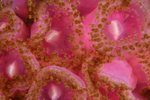 Corynactis viridis