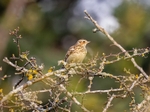 Woodlark