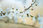 24th March Blackthorn